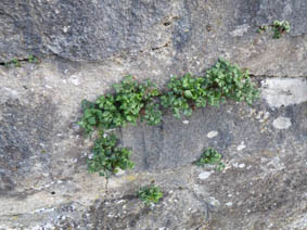 Asplenium ruta-muraria
